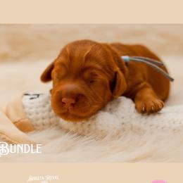 Bundle - Red female Australian Labradoodle puppy in Redding, California from Shasta Royal Monroe Puppies