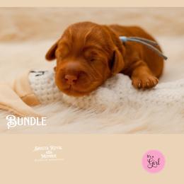 Bundle - Red female Australian Labradoodle puppy in Redding, California from Shasta Royal Monroe Puppies