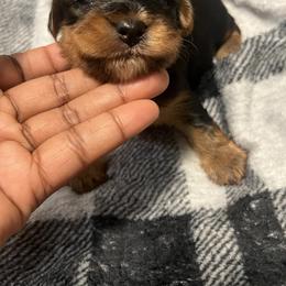 BART 1500 - Black and tan male Yorkipoo puppy in Gastonia, North Carolina from Precious pups dynasty kennel