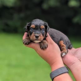 Tuesday - Black and tan male Yorkipoo puppy in Coshocton, Ohio from Forever Family Puppies