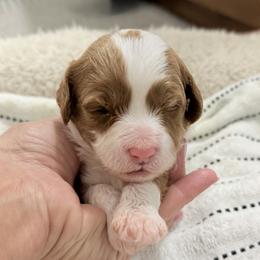 Dustin (red collar) - Red  male Goldendoodle puppy in Twin Falls, Idaho from Magic Valley Family Doodles