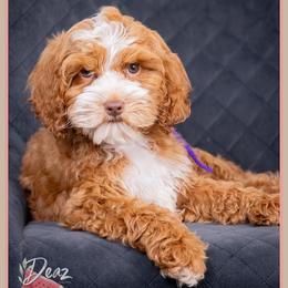 Cinderella - Red and white female Cockapoo puppy in Connersville, Indiana from Deaz Doodle Ranch