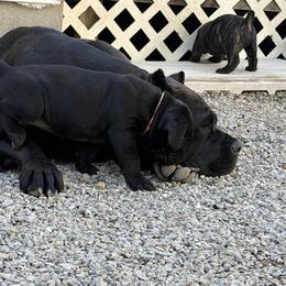 Cane Corso Puppies from CANE CORSO DI DROGHEDA