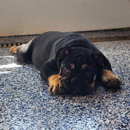Silas - Black tri-color male Bulldog puppy in Hillsdale County, Michigan from KZ Bullies LLC