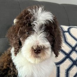 Bernedoodles and Goldendoodles from Sunburst Doodles