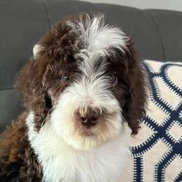 Bernedoodles and Goldendoodles from Sunburst Doodles