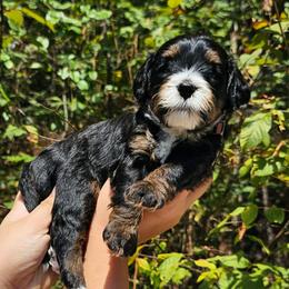 Tootsie Roll - Tri-color female Bernedoodle puppy in Decatur, Georgia from So Adoodable