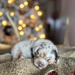 Miniature Australian Shepherd Puppies from Quartz Creek Aussies