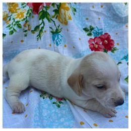 Anna - Cream female Dachshund puppy in Poplarville, Mississippi from Sarah’s Darling Dachshunds