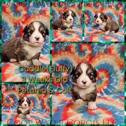 Cuddle - Sable male Pembroke Welsh Corgi puppy in Kiowa, Colorado from Cool Water Corgis LLC