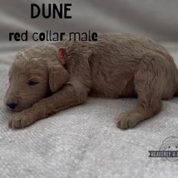Dune - Apricot male Goldendoodle puppy in Inez, Texas from Heavenly H Doodles