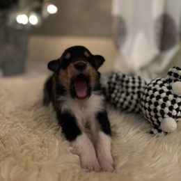 Girl 1 - Black white and tan female Collie puppy in Allendale, Michigan from River-Valley Collies
