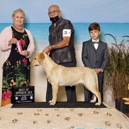 Sophie - Labrador Retriever