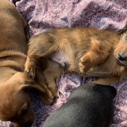 Dachshund Puppies from Hidden Haven Dachshunds