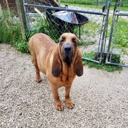 Bobbie Jo - Bloodhound