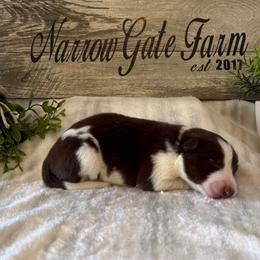 Colt - White and red male Border Collie puppy in Moody, Texas from Narrow Gate Farm