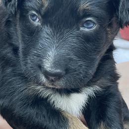 Midnight - Black tri-color female Australian Shepherd puppy in Hopewell, Virginia from Sarah Estes