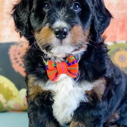 Assorted Doodle Crosses and Bernedoodles from Texas Doodle Dandies