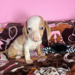 Miley - Piebald female Dachshund puppy in Lake City, Florida from My Ditzy Doxies of Florida