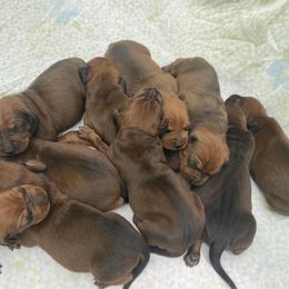 Redbone Coonhound Puppies from Shannon Family Redbone Coonhounds