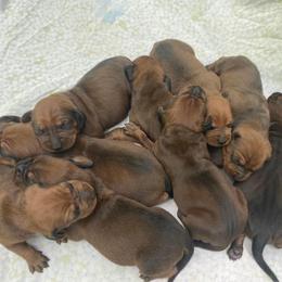 Redbone Coonhound Puppies from Shannon Family Redbone Coonhounds