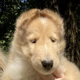 Goldy - Sable merle and white female Collie puppy in Ringoes, New Jersey from Caroline Jones