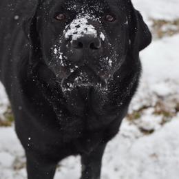 Creedence - Labrador Retriever