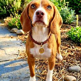 Pace - Beagle