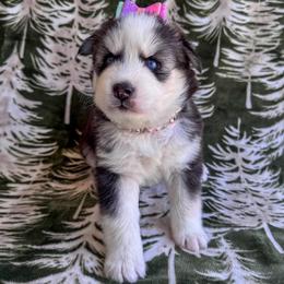 Rainy - Black and white female Pomsky puppy in Venus, Pennsylvania from Hemlock Pines Pomsky