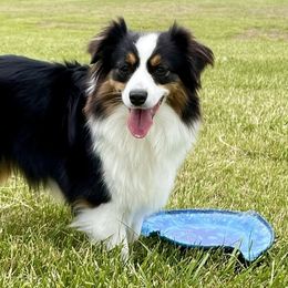 Australian Shepherds, Miniature American Shepherds, and Toy Australian Shepherds from OR Aussies