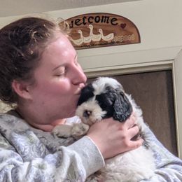 Australian Labradoodle Puppies from Llewellyn's Grove Labradoodles