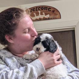 Australian Labradoodle Puppies from Llewellyn's Grove Labradoodles