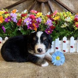 Briar - Black tri male Miniature American Shepherd puppy in Cowlitz County, Washington from Pleasant Woods Miniature American Shepherds