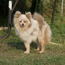 Meeka Girl -  3 legs - Chocolate merle female Pomeranian puppy in Saint Ignatius, Montana from Pomeranians Montana