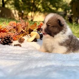 Cosmo - Blue parti male Pomeranian puppy in Atlanta, Georgia from Merle Paws Pomeranians