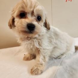 Marshmallow - Fawn male Companion Cross puppy in Richmond, Missouri from Natalie's Happy Fur Paw's