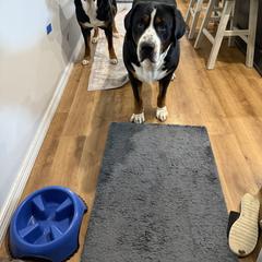 Greater Swiss Mountain Dog All Grown Up from Bugyal Kennel