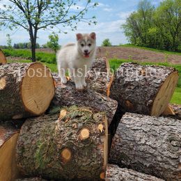 Pomsky Puppies from Posh Husky Puppies