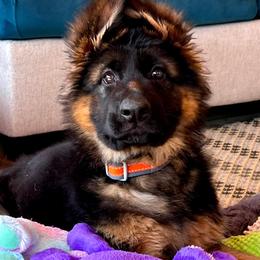 German Shepherd Puppies from Tabor Springs GSD