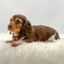 Bentley - Chocolate and tan male Dachshund puppy in Litchfield, Illinois from Charmm Dachshunds