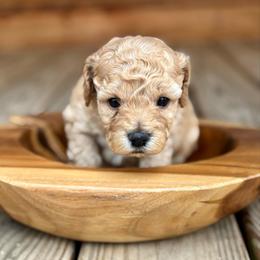 Pippy - Buff female Cockapoo puppy in Ellaville, Georgia from Lakeside Cockapoos