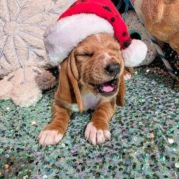 Esther - Mahogany and white female Basset Hound puppy in Big Rapids, Michigan from Basket Hound Bassets