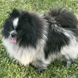 Cookie - Pomeranian