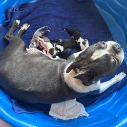 M. Boys - Red male Boston Terrier puppy in Mc Donough, Georgia from Ballard Boston Terriers