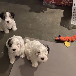 Sealyham Terrier Puppies from Alibi Sealyham Terriers