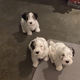 Sealyham Terrier Puppies from Alibi Sealyham Terriers