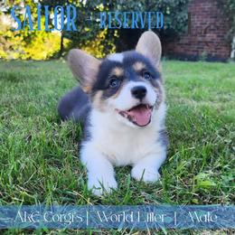 Sailor - Black and tan male Pembroke Welsh Corgi puppy in Pine Village, Indiana from NL Horsemanship