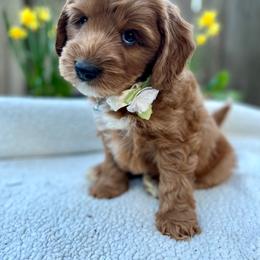 Australian Labradoodle Puppies from Lake Bay Labradoodles