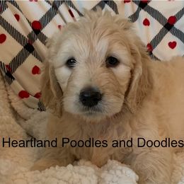 Goldendoodle Puppies from Heartland Poodles and Doodles