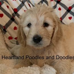 Goldendoodle Puppies from Heartland Poodles and Doodles